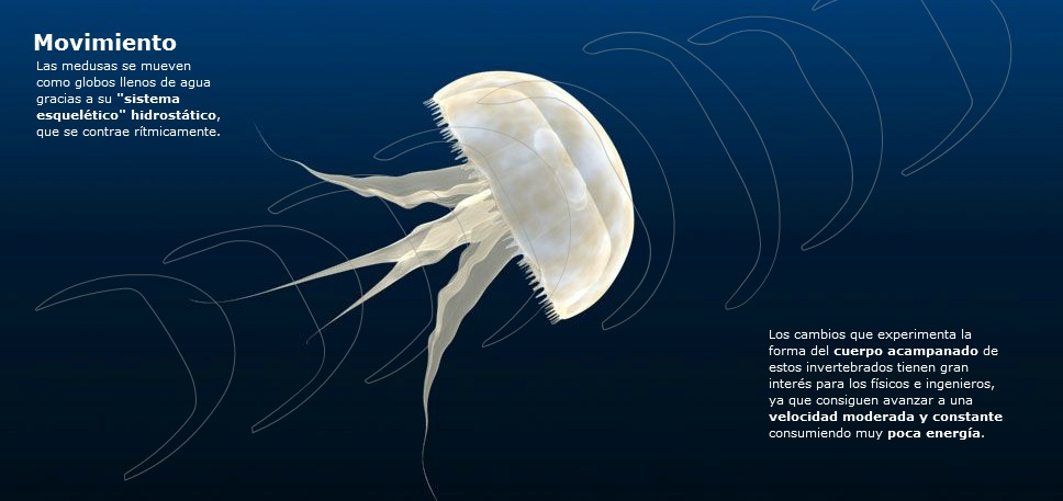 Sistema de propulsión natural de una medusa.