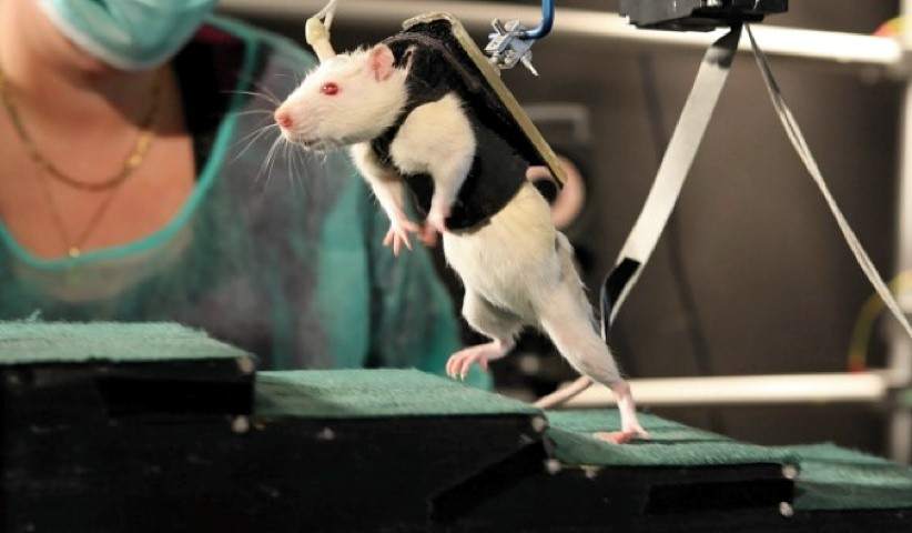 Logran que ratas con parálisis caminen 25 minutos sin fallos