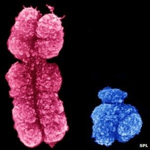 Cromosoma X color rosa. Cromosoma Y color azul.