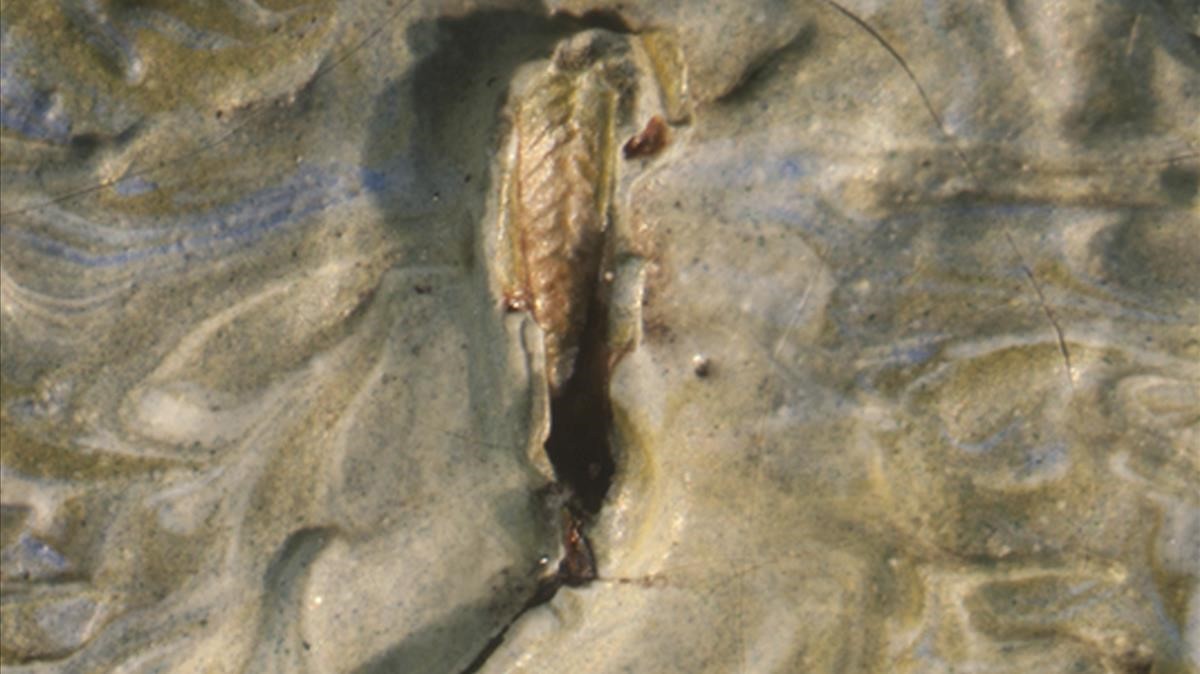 Saltamontes en pintura