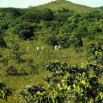 Guanacaste3