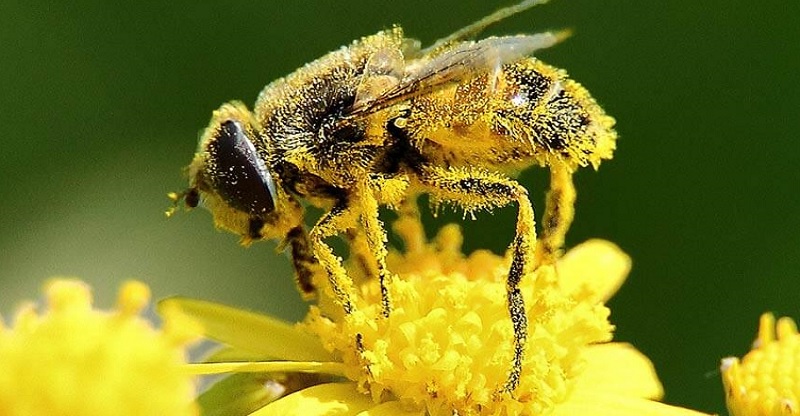 Científicos crean un pequeño dron polinizador, "Abejas mecánicas" 1 Científicos crean un pequeño dron polinizador, "Abejas mecánicas"- Azul Web
