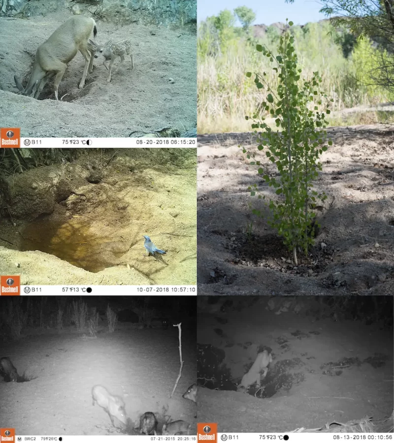 Los burros salvajes del desierto cavan pozos de agua que luego aprovechan los demás animales.- Azul Web